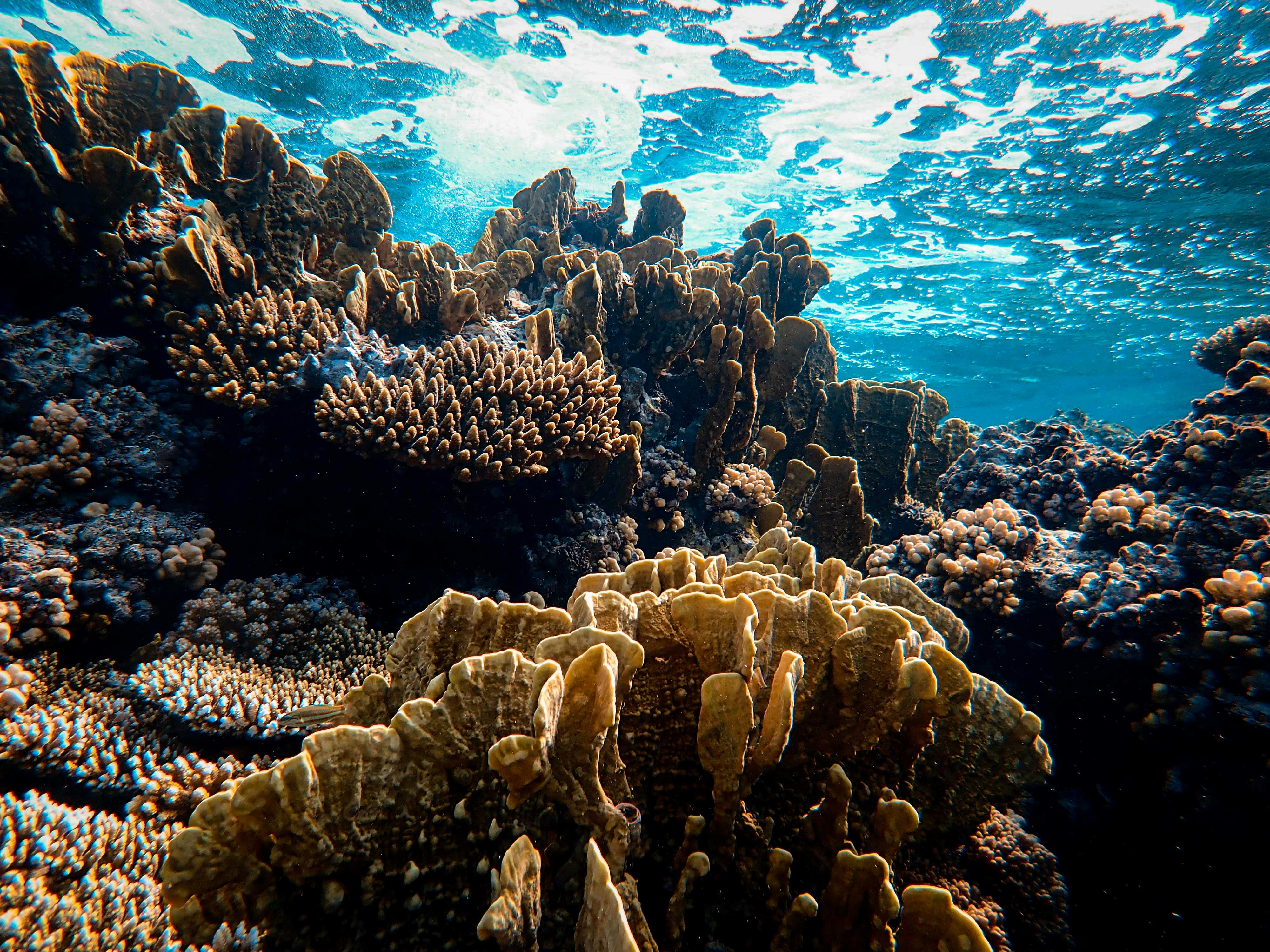 Vibrant coral textures in deep turquoise waters, editorial macro framing.