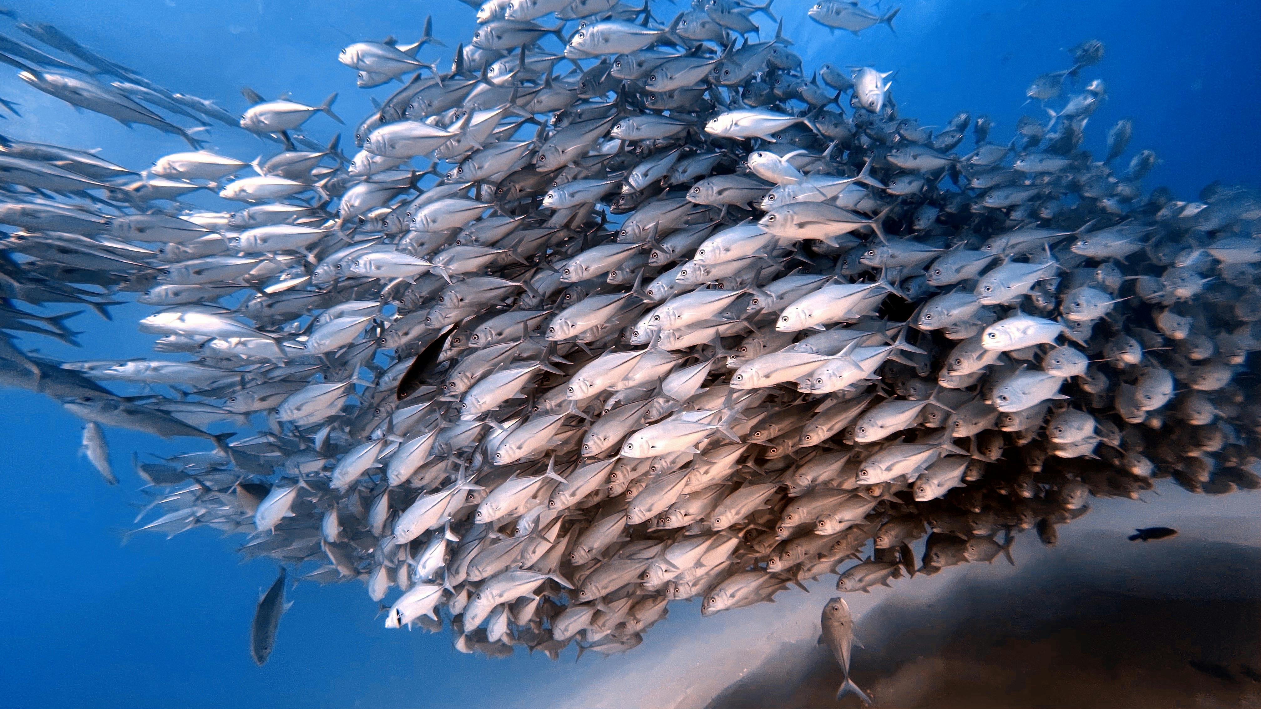 Barracuda tornado swirling in a silver vortex against deep navy abyss, lone diver for scale.